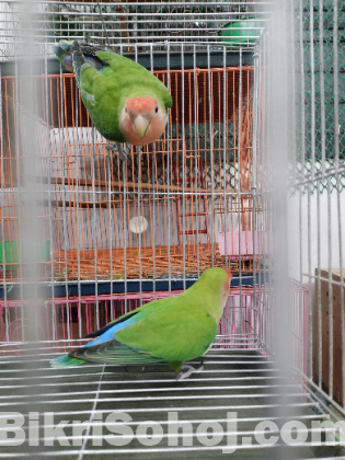 love bird